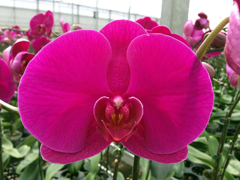 Ý nghĩa hoa lan hồ điệp tím