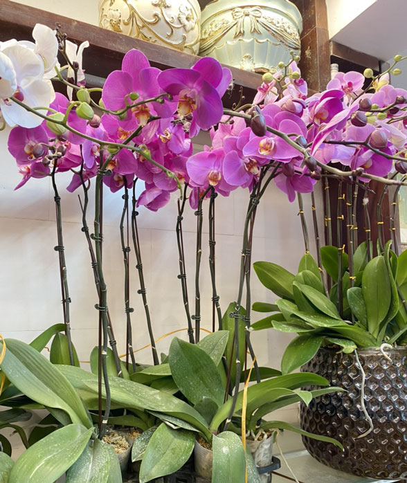 Ý Nghĩa hoa lan hồ điệp tím