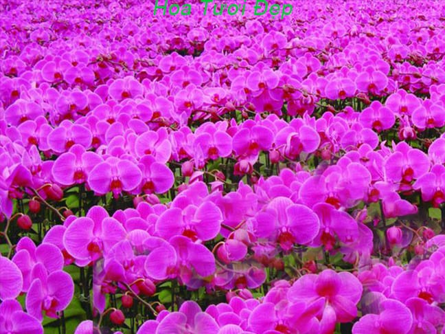 ý nghĩa lan hồ điệp tím