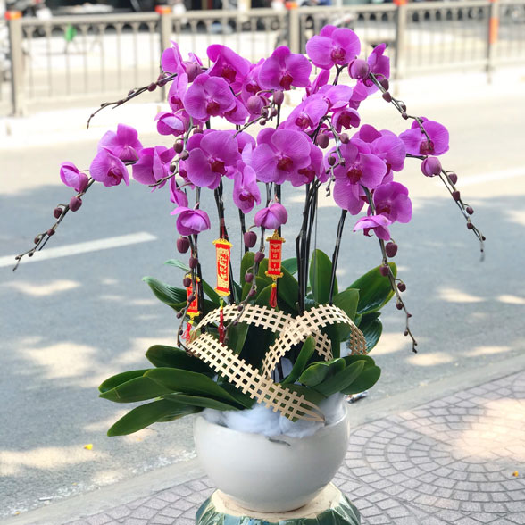 Ý nghĩa lan hồ điệp tím