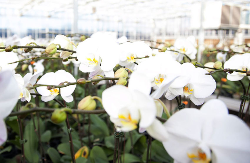 Cách chăm sóc lan hồ điệp trắng