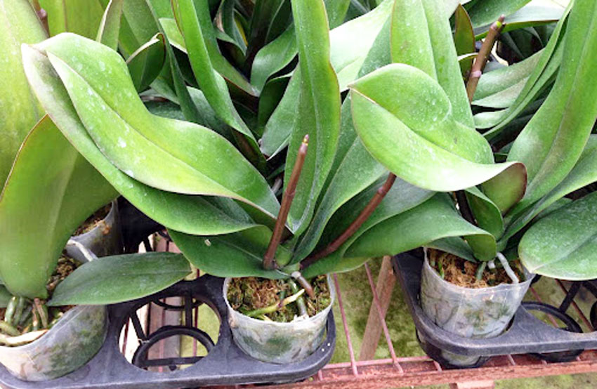 Cách trồng lan hồ điệp trắng