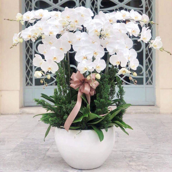Chậu hoa lan hồ điệp trắng