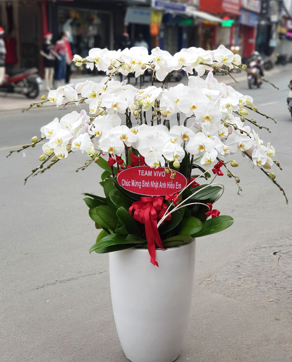 Chậu lan hồ điệp trắng