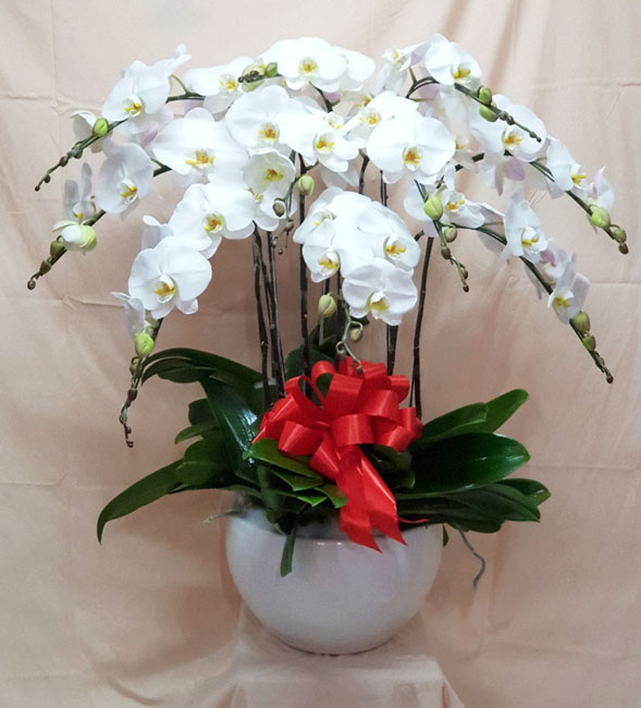 Hồ điệp trắng