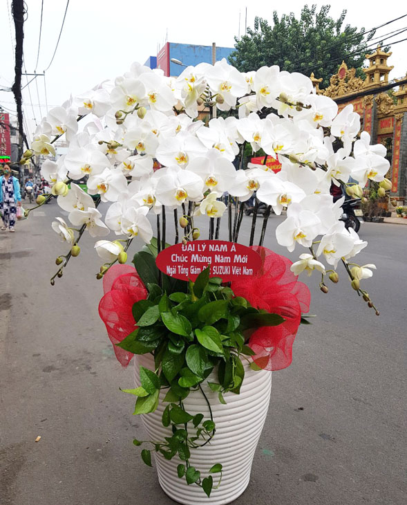 Lan hồ điệp màu trắng