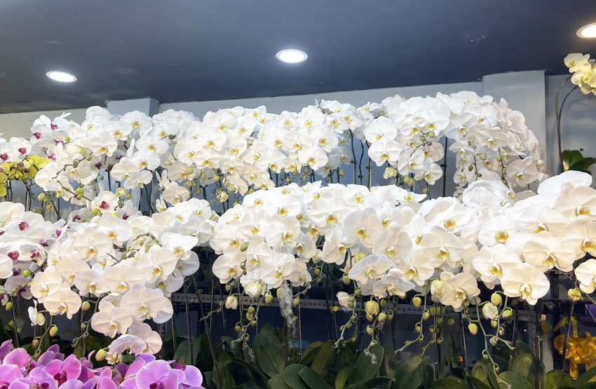 ý nghĩa lan hồ điệp trắng