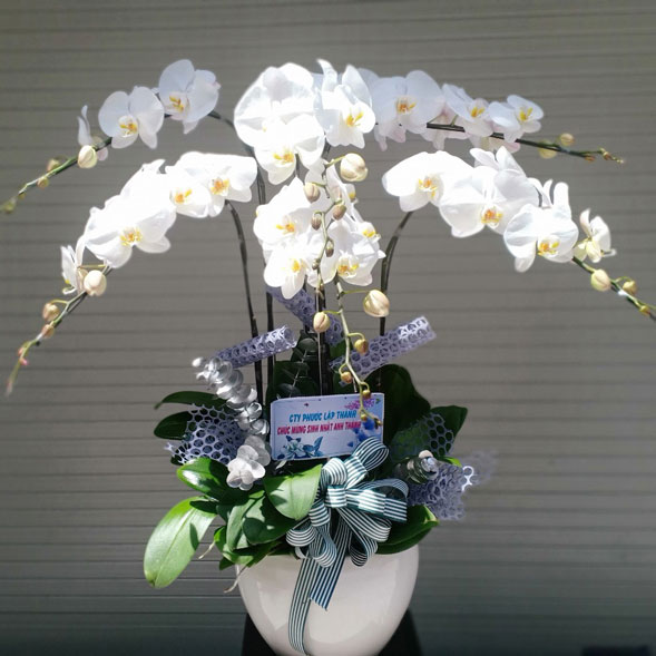 Ý nghĩa hoa lan hồ điệp trắng