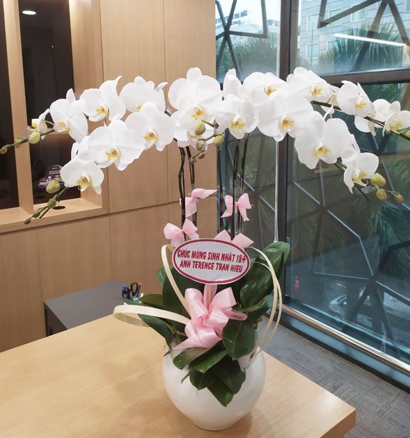 Ý nghĩa lan hồ điệp trắng