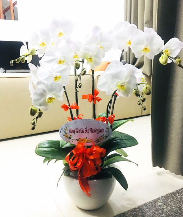 Ý nghĩa lan hồ điệp