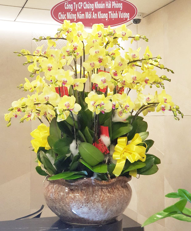 Chậu lan hồ điệp vàng