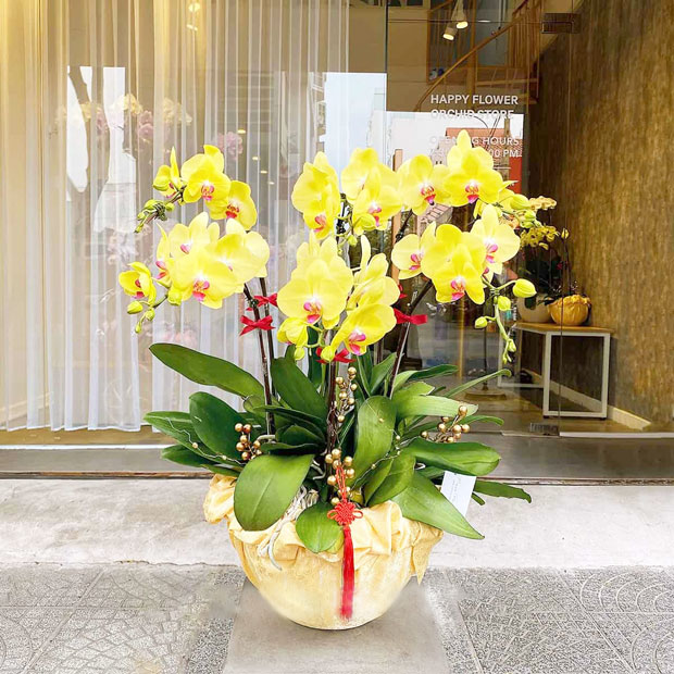 Hoa lan hồ điệp màu vàng ý nghĩa