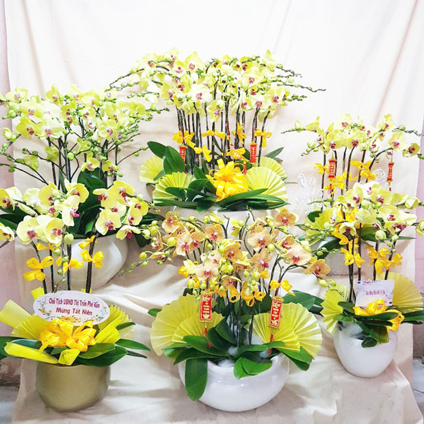 Hoa lan hồ điệp màu vàng