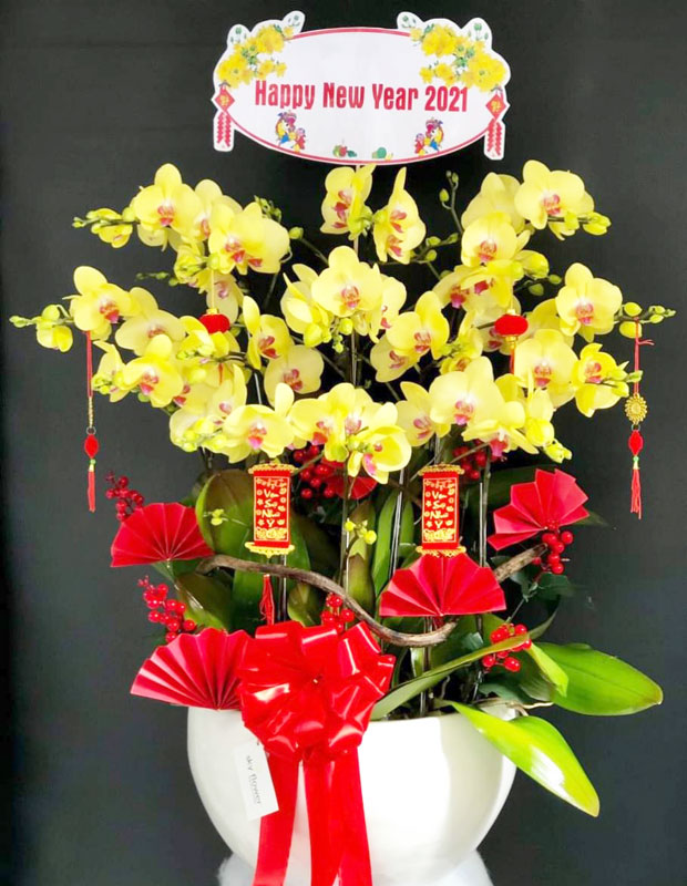 Hoa lan hồ điệp vàng