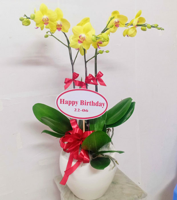 Hoa lan hồ điệp màu vàng ý nghĩa