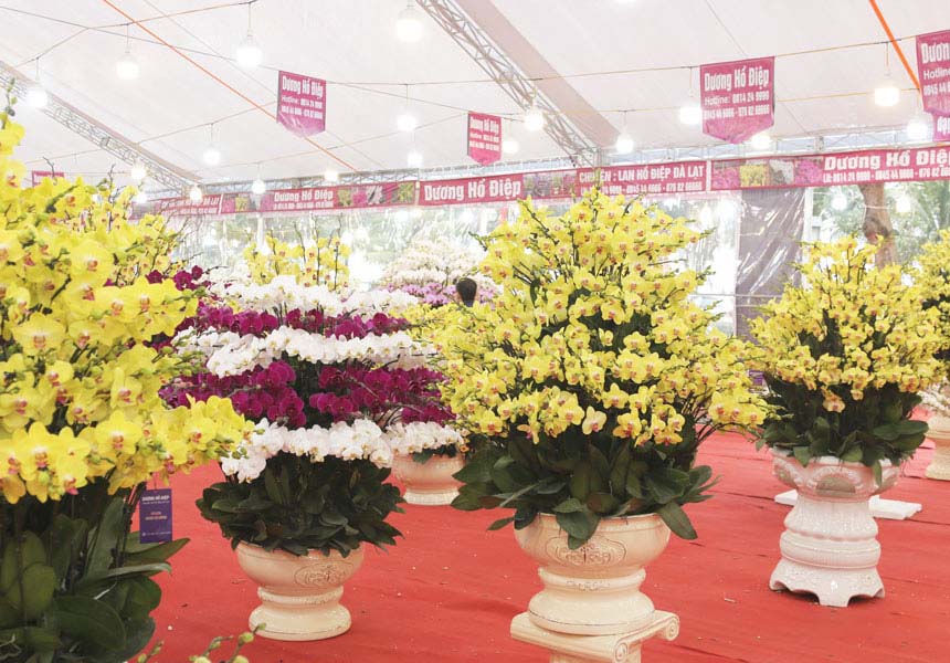 lan hồ điệp vàng đẹp ngày tết