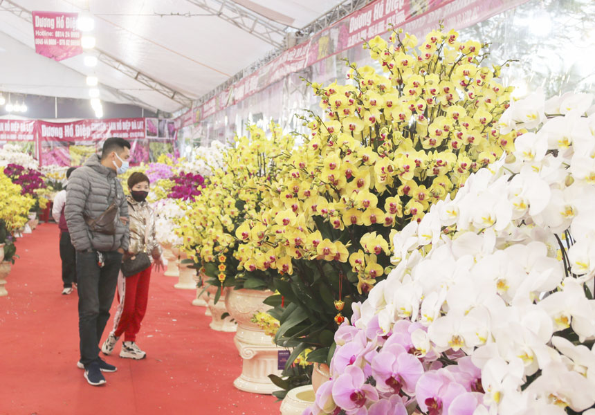 Ý nghĩa chậu lan hồ điệp