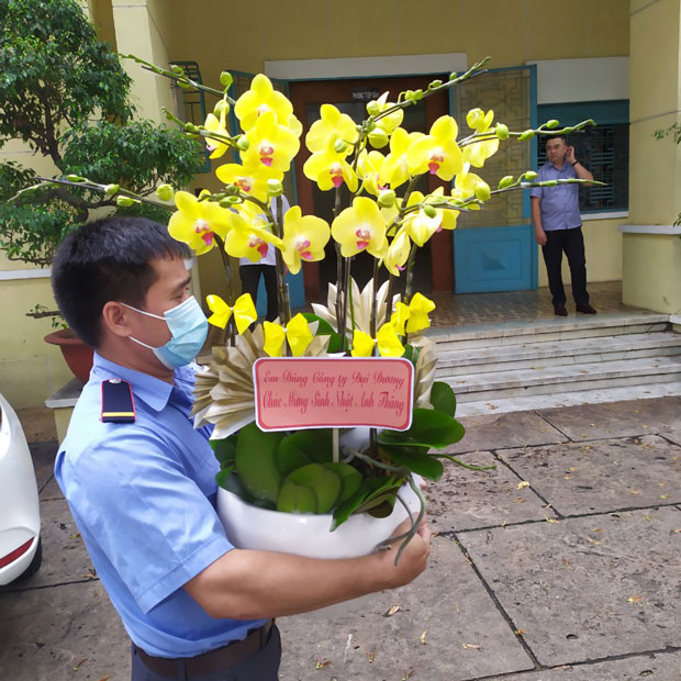 Ý nghĩa của chậu lan hồ điệp vàng