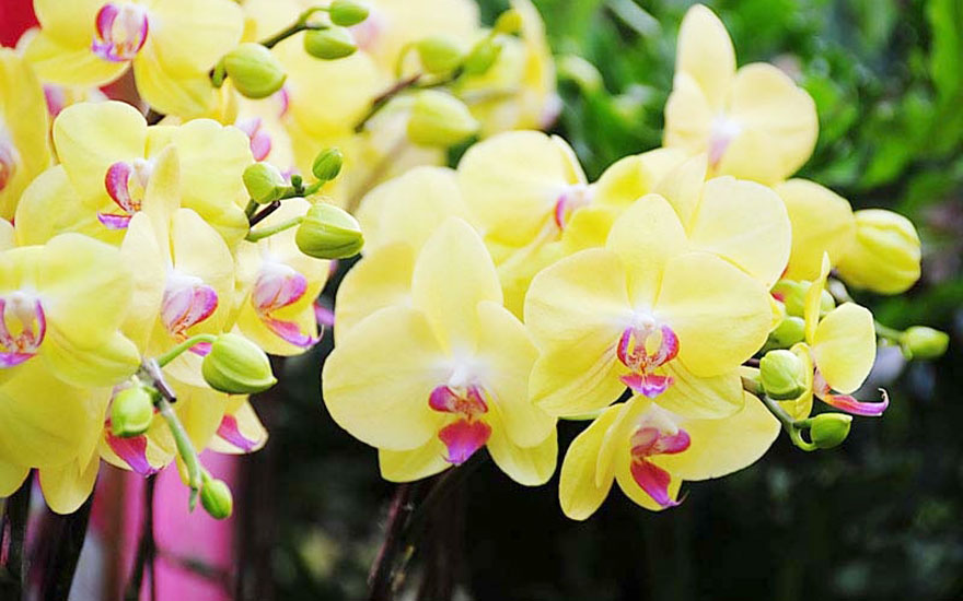 Ý nghĩa hoa hồ điệp vàng