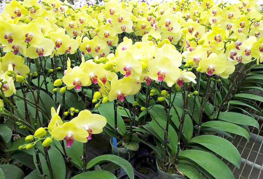 Ý nghĩa lan hồ điệp vàng