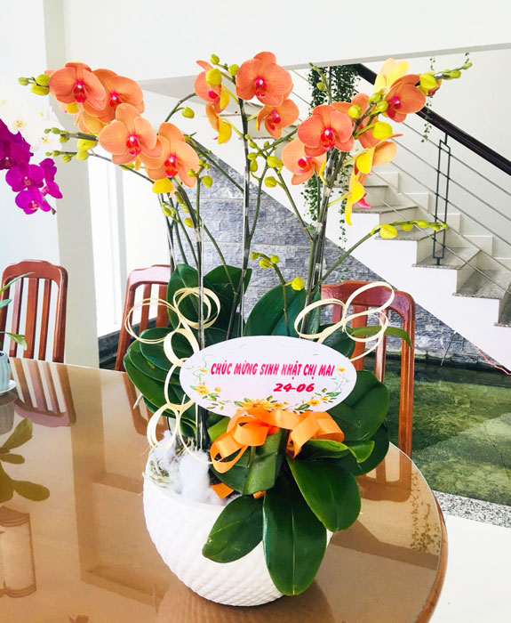 hoa lan hồ điệp màu cam