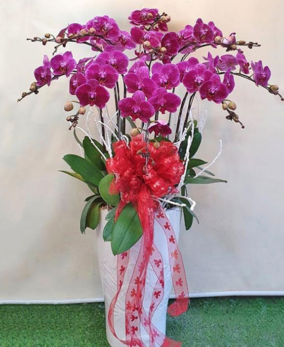 Lan hồ điệp màu hồng