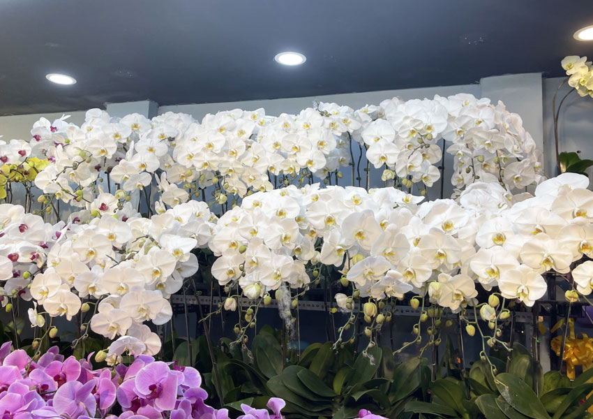 Hoa lan hồ điệp