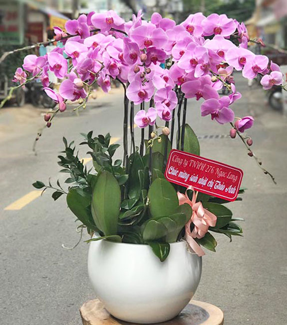 Lan hồ điệp hồng