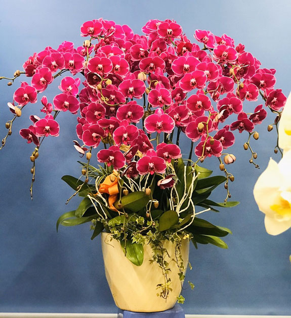 Lan hồ điệp màu đỏ