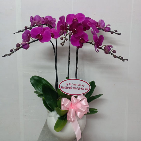 Lan hồ điệp tím