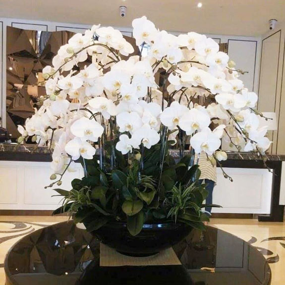 lan hồ điệp trắng