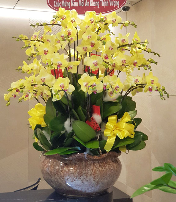 Lan hồ điệp vàng