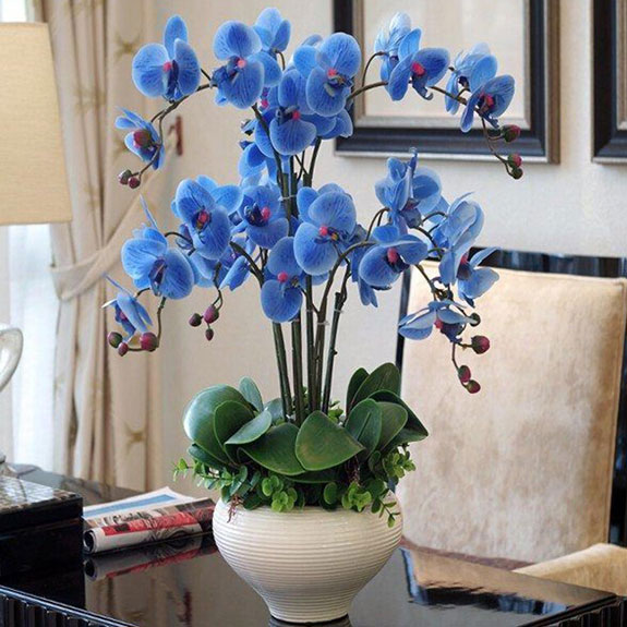 Lan hồ điệp xanh