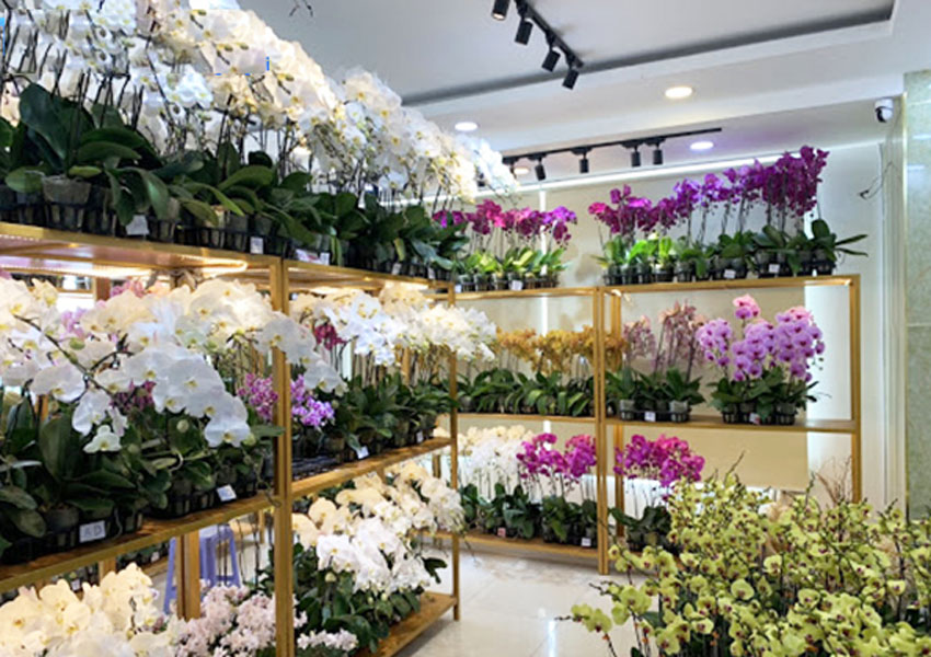 Ý nghĩa của lan hồ điệp