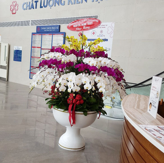 Ý nghĩa hoa lan hồ điệp