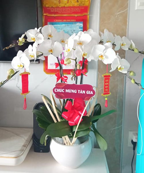 chau hoa lan ho diep trang
