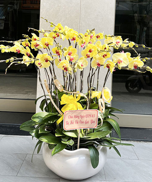 chau lan vang 20 canh