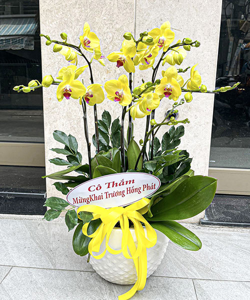 chau lan vang 7 canh