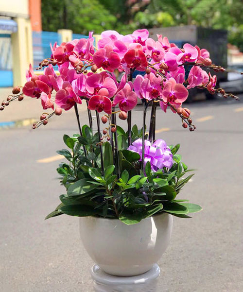 lan ho diep tim 9 canh