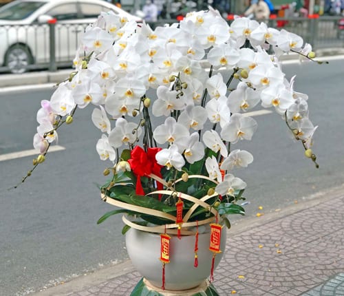 ho diep trang