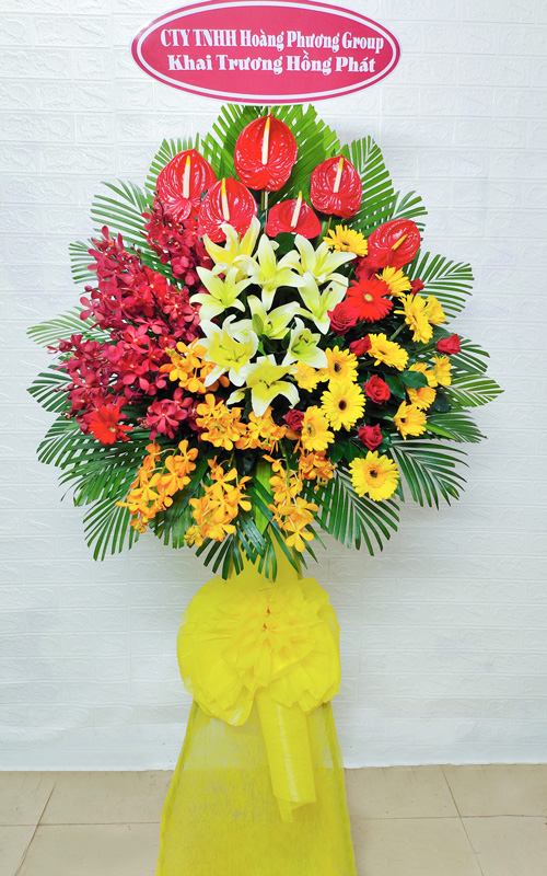 hoa khai truong