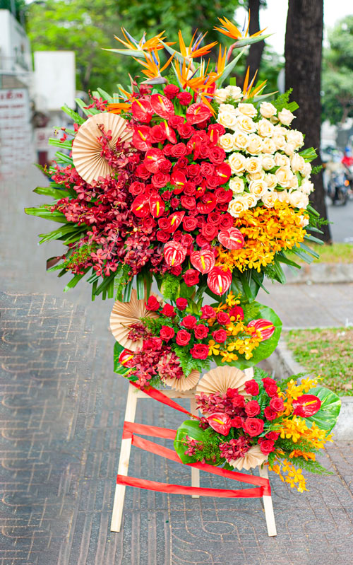 hoa khai truong