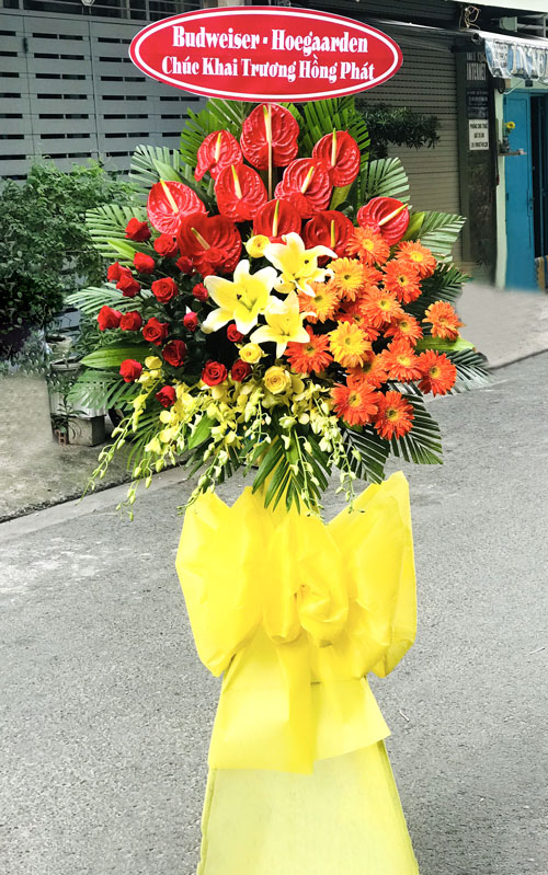hoa khai truong