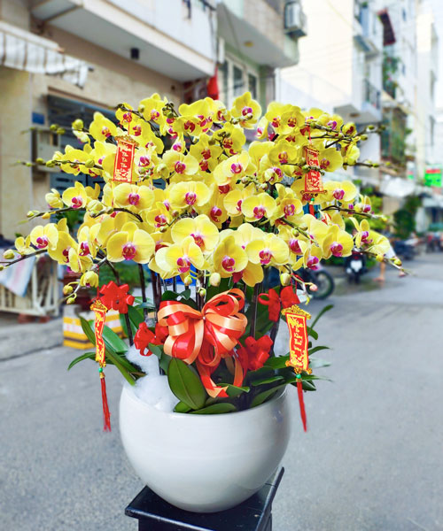 hoa lan ho diep vang 20 canh