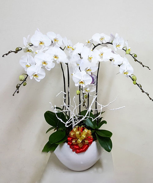 hoa lan ho diep trang 5 canh