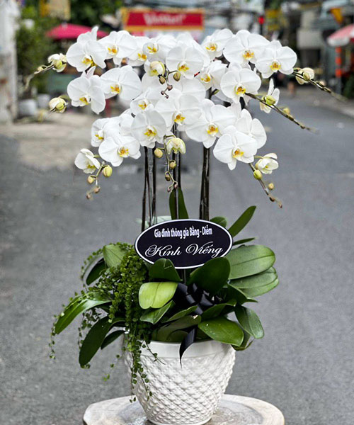 hoa lan ho diep trang
