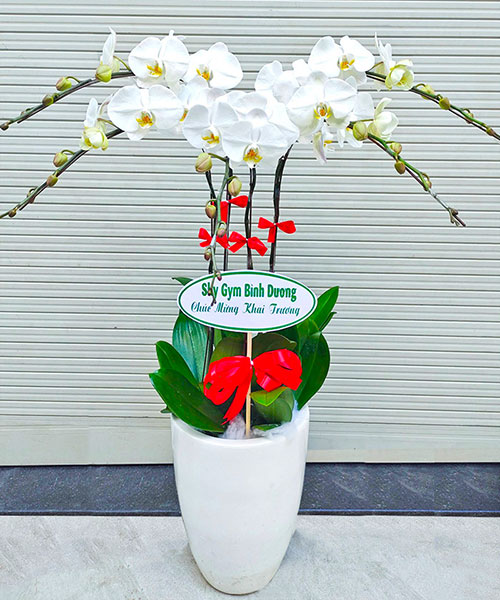 hoa lan ho diep trang