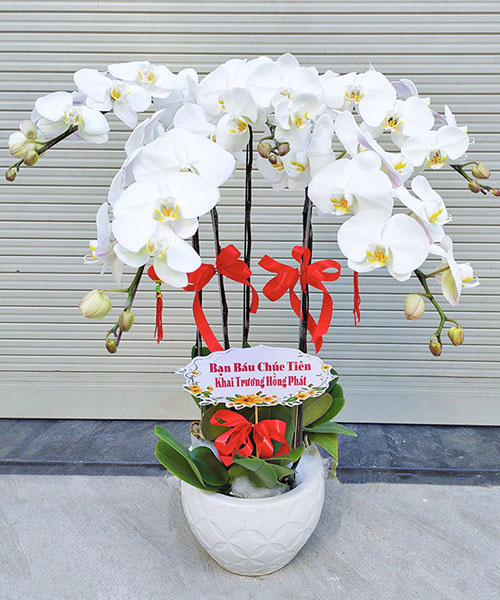 hoa lan ho diep trang