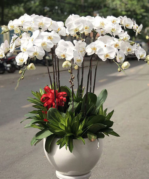 hoa lan ho diep trang
