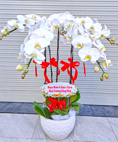 hoa lan ho diep trang